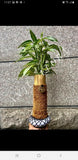 green plant pot(desk plant pot) Green Plant
