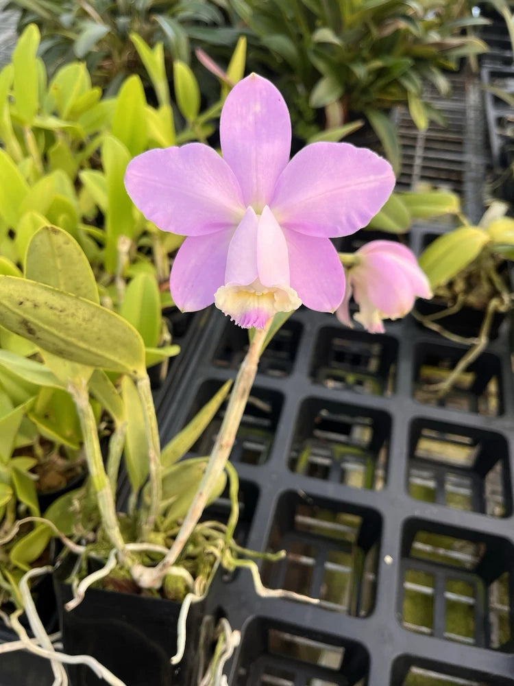 Potted orchid with light purple bloom and yellow lip
