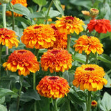 100+ Zinderella Orange Zinnia Seeds for Garden Planting - USA - FREE SHIPPING! Garden Plants