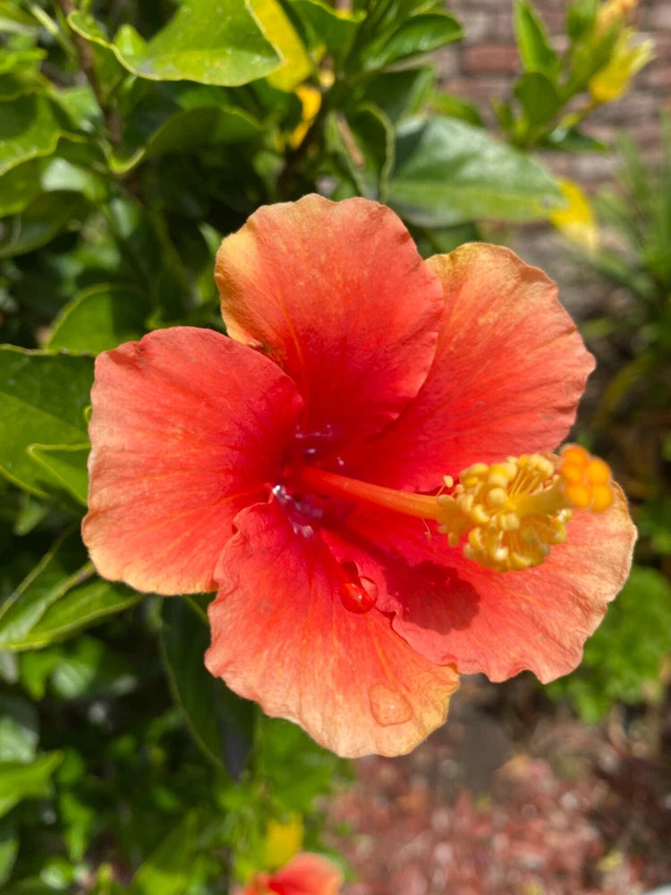 Orange-red hibiscus flower with yellow stamen, on green leafy background