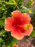 ____ Hibiscus Orange STARTER 5 Cuttings for  Rooting/Grafting, QUICK SHIP Orchids