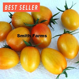 50+ Seeds Sunset Torch F1 Tomato Easy Vegetable Garden Planting Edible Garden Plants