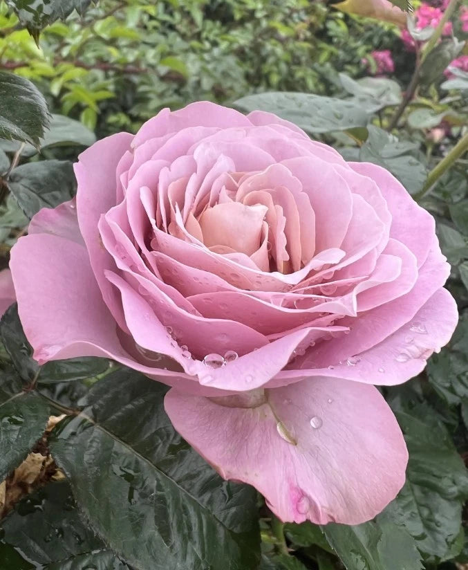 Blue Girl Hybrid Tea Rose Seeds - Pack 30 Seeds - Rose Flower Gardening Garden Plants