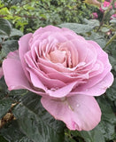 Blue Girl Hybrid Tea Rose Seeds - Pack 30 Seeds - Rose Flower Gardening Garden Plants