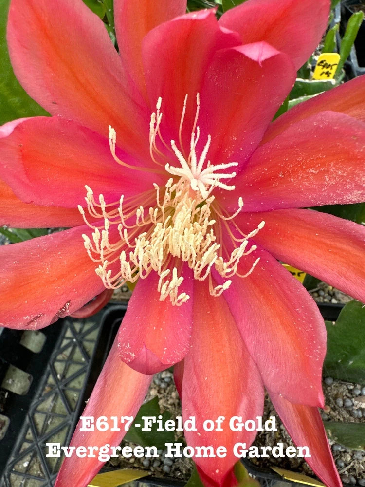 Red orchid cactus flower on rooted starter plant in 4 in pot
