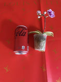 Orchid Plant Phal w bloom or bud varigated leaves Orchids