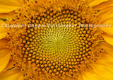 Original ACEO 2.5 x 3.5 in. photo fine art print SUNFLOWER CENTER flower yellow Sunflower