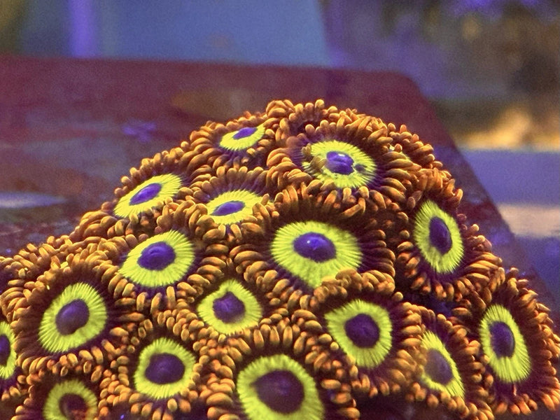 Rare Taiwan Rainbow Fruit Loop Zoanthid Frags Live Coral Zoas  __ Anemone