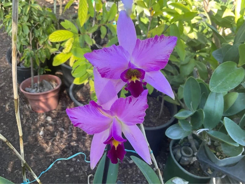 Purple orchid flowers with yellow-purple centers on green stems, potted plant