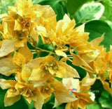 20 Seeds Bougainvillea Yellow Ornate Evergreen Plant  Colourful Paper Flowers Flowering Plants