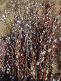 10 pussy willow cuttings salix japonica early flowering Flowering Plants