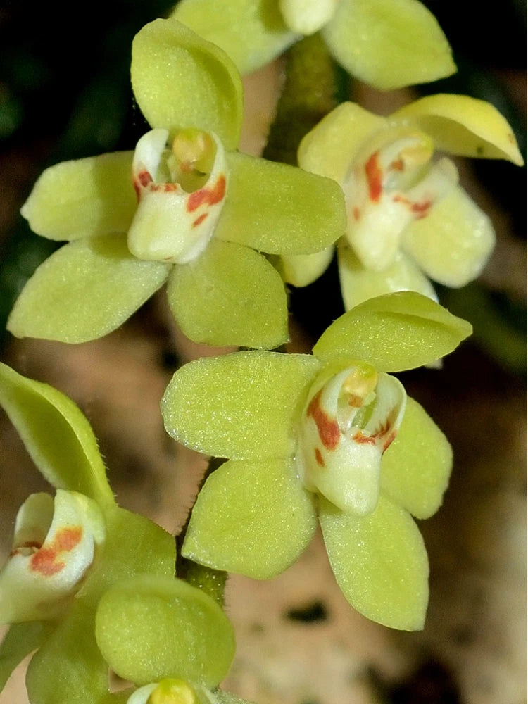 Leafless orchid with pale yellow-green clustered blooms and small white centers
