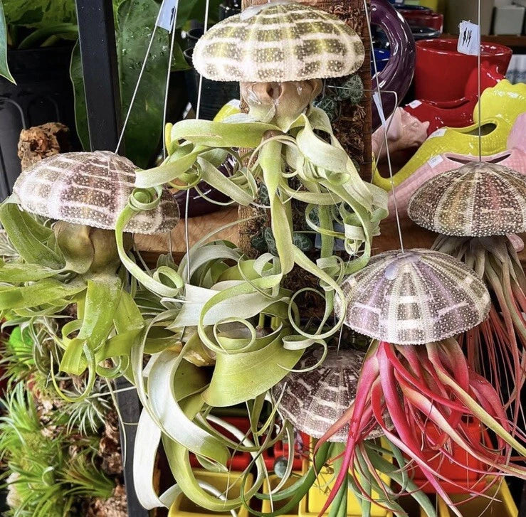 Air plant orchid bundle with pale green ribbon leaves and beaded umbrella blooms