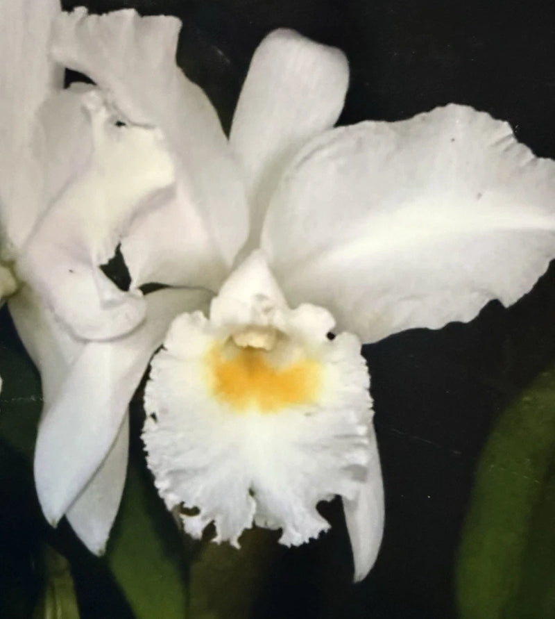 White ruffled Cattleya orchid flower with yellow center and speckled lip