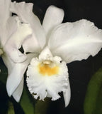 Cattleya jenmanii var alba 'Fuchs Snow' Orchids