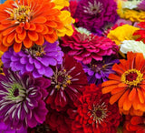 Zinnia Seeds for Planting Ð Non-Gmo Heirloom Zinnia Flower Seeds Ð Full Instruct Garden Plants