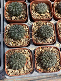Euphorbia gymnocalycioides Raresucculent plant family garden DŽcor Boutique Garden Plants