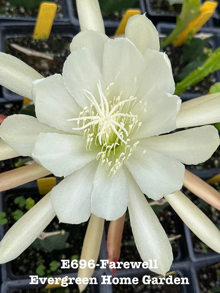 White epiphyllum orchid cactus flower in small starter pot