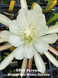 White epiphyllum orchid cactus flower in small starter pot