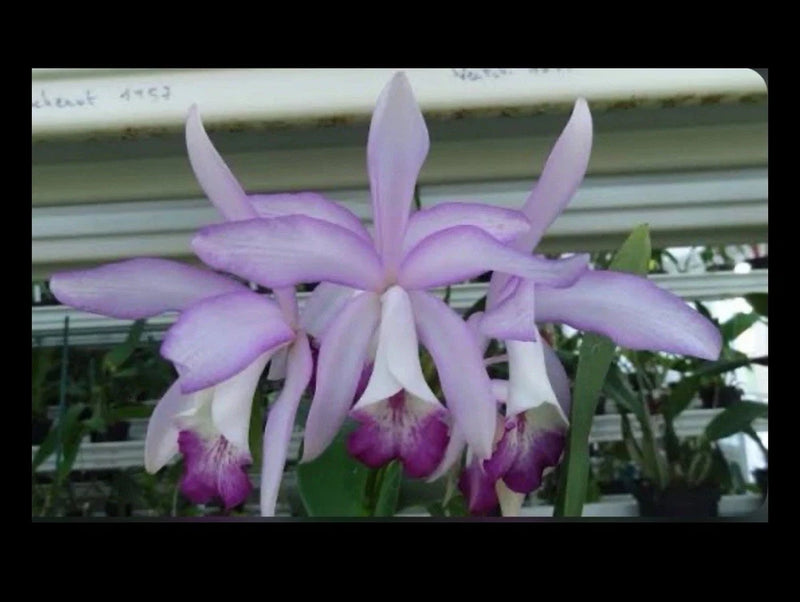 Light purple orchid blooms with white-edged petals and purple centers in a pot