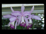 Ctt Belairensis (C. intermedia orlata X G. skinneri 4N) Orchid 5.5Ó Pot (CJ33) Orchids