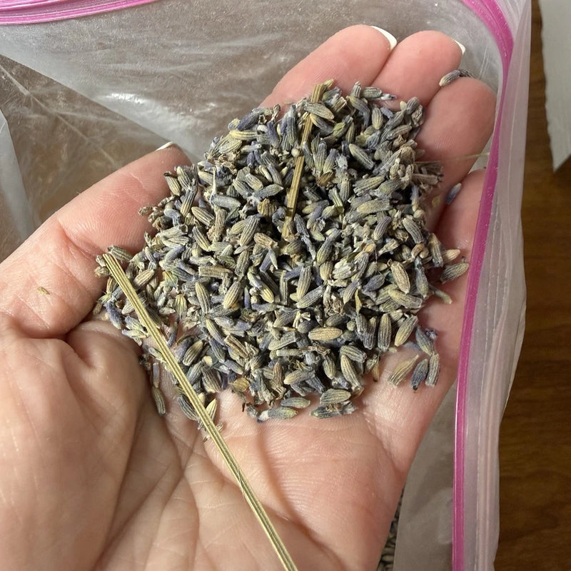 Dried lavender flower buds, silvery gray and light purple