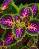 25+ Rekwiat (Rainbow) Coleus Seeds for Garden Planting - USA - FREE SHIPPING! Garden Plants