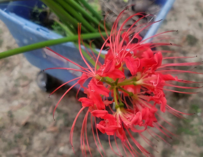 Lycoris Radiata Heirloom Bulbs Red Spider Lily 25 Pack Lily
