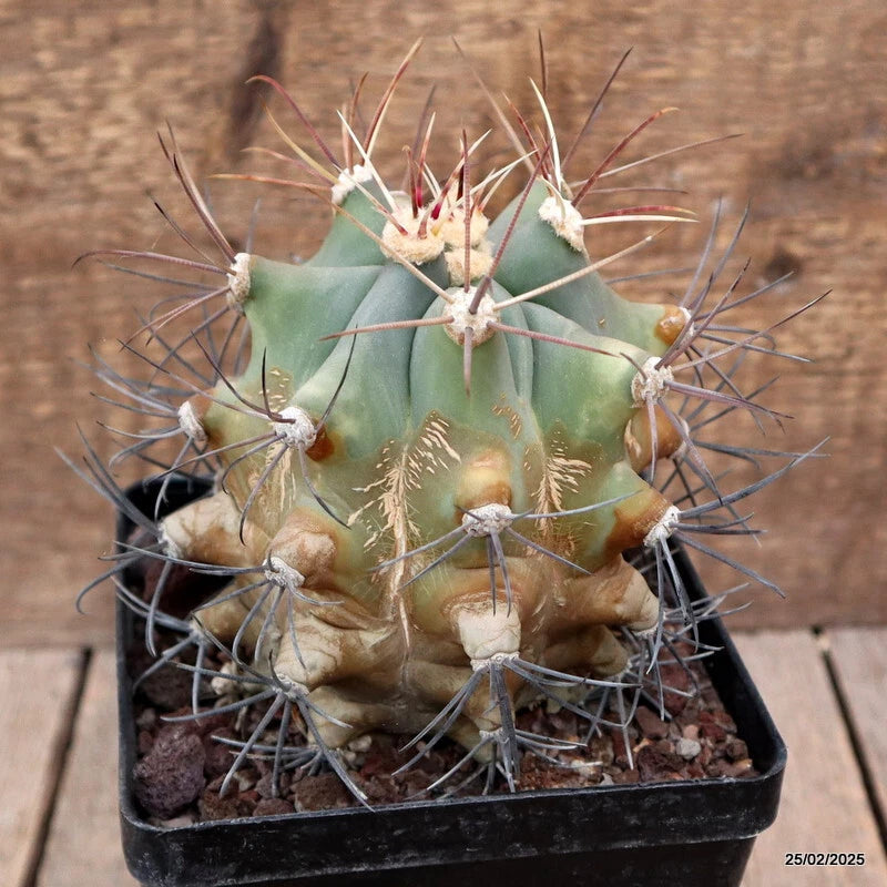 D3322 FEROCACTUS EMORYI pot12-H13-W11 cm MaMa Cactus Green Plant