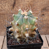 D3322 FEROCACTUS EMORYI pot12-H13-W11 cm MaMa Cactus Green Plant