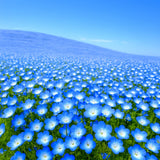 1200+ BABY BLUE EYES SEEDS __ WILDFLOWER NATIVE ¥ GROUND COVER ¥  FREE SHIPPING Flowering Plants