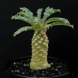 Cactus Plant Dorstenia Lavrani Beautiful Cactus Garden seedgrowth Garden Plants