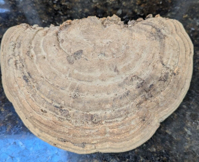 Large natural dried shelf conk mushroom with ridged tan surface and shelf-like shape