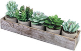 Arrangement Assorted Small Potted Succulent Plants in Rustic Wood Planter Green Plant