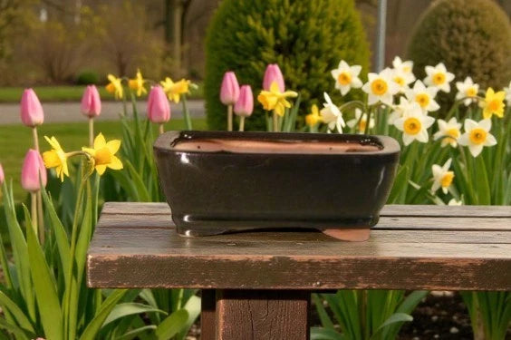 Black Ceramic Bonsai Pot Glazed Rectangle 5.0'' x 3.5'' x 2.0'' for Garden Plant Garden Plants