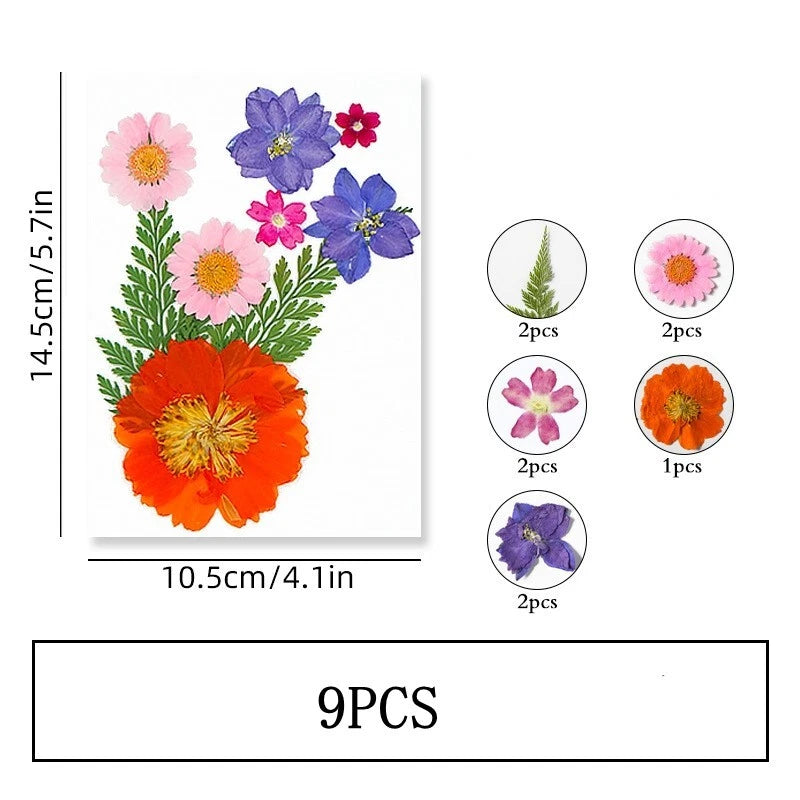 9PCS Real Pressed Dry Flower collection, orange Flower with leaf stem FSS501 Dried Flower