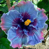 30 Hibiscus Seeds for Planting Ð Rare Fairy Dust Blooms Ð Perennial Flower Seeds Garden Plants