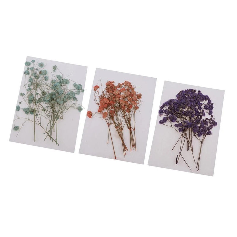 Pressed dried flower sets on three cards: green, orange, and purple blooms with stems