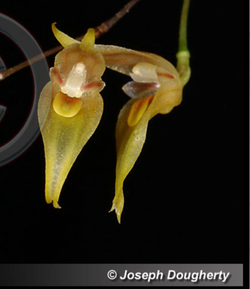 Mexican miniature species - Pleurothallis picta Orchids