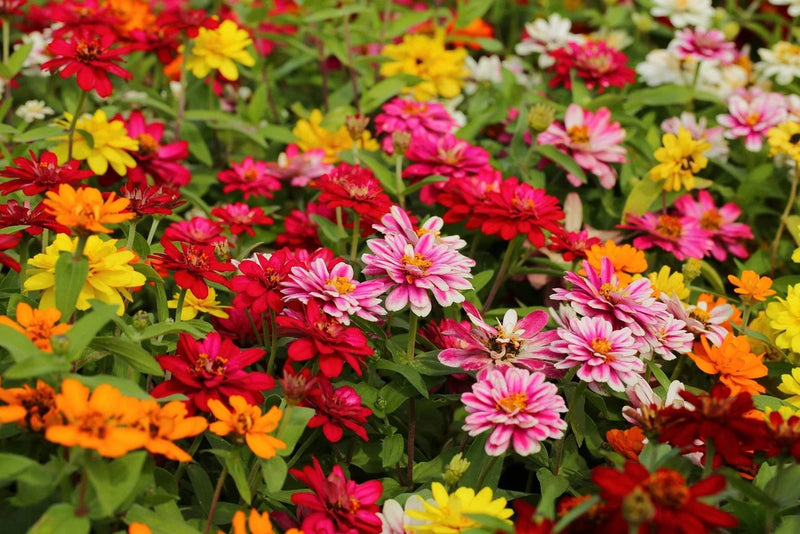 250 Mixed Colors Common GARDEN ZINNIA Elegans Flower Seeds Garden Plants