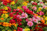 250 Mixed Colors Common GARDEN ZINNIA Elegans Flower Seeds Garden Plants
