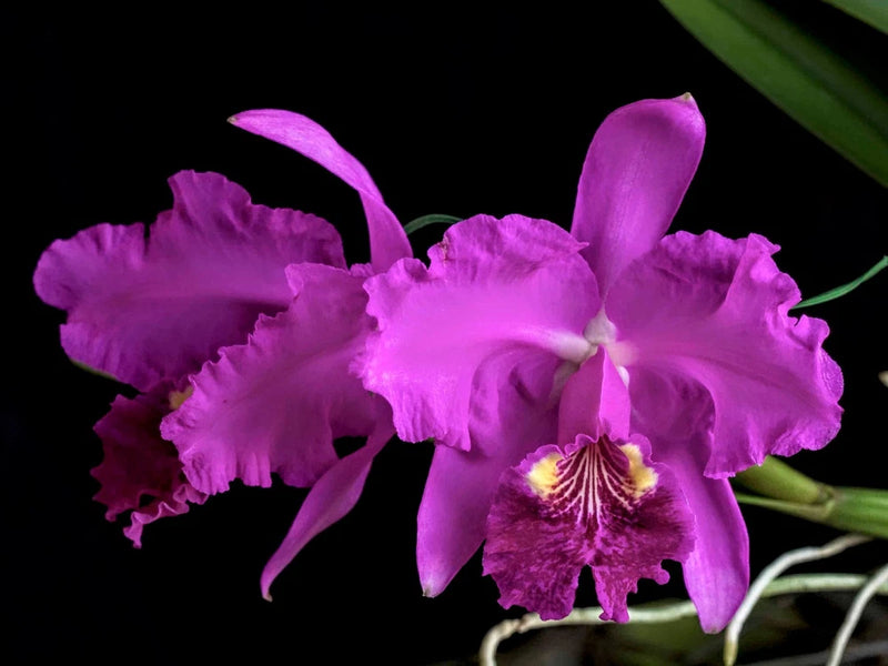 Purple ruffled orchid flower with deep pink center and fringed petals
