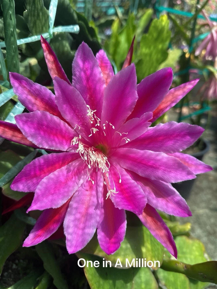 One In A Million epiphyllum cutting Orchids