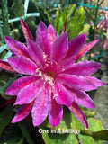 One In A Million epiphyllum cutting Orchids