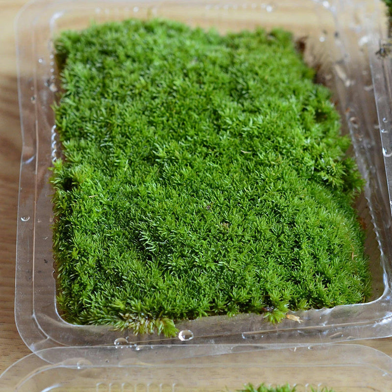 Natural  Reindeer Moss Preserved Dried Craft Flower Stamen Decoration Dried Flower