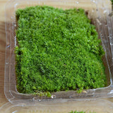 Natural  Reindeer Moss Preserved Dried Craft Flower Stamen Decoration Dried Flower