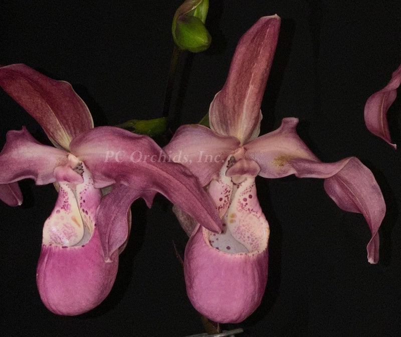 Blooming purple-pink lady slipper orchid plant with three cupped flowers