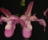 Phragmipedium Incan Treasure - BLOOMING SIZE PLANT!!! Orchids