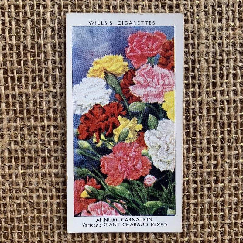 Vintage cigarette card with mixed carnation flowers illustration