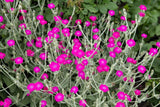 200 Organic ROSE CAMPION Magenta Silver Catchfly Lychnis Silene Coronaria Flower Flowering Plants